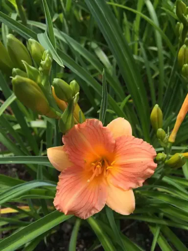 Hemerocallis Stella Tangerine plant with elegant, orange flowers.