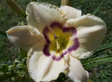 hemerocallis-violet-eye-shadow-