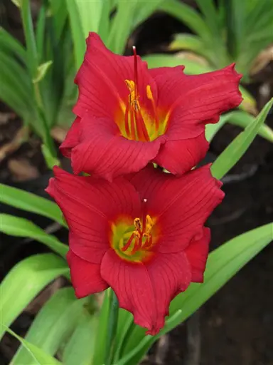 hemerocallis-crimson-icon-