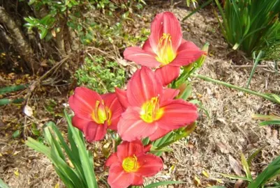 hemerocallis-crimson-icon-2