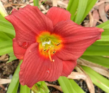 hemerocallis-crimson-icon-3