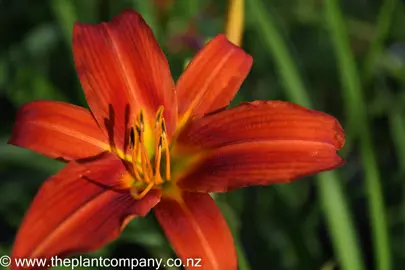 hemerocallis-crimson-icon-4