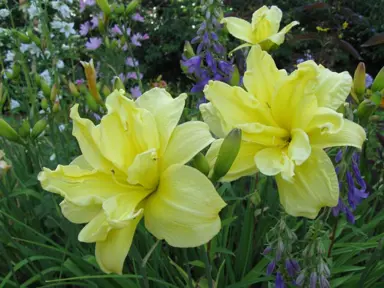 hemerocallis-double-river-wye-2