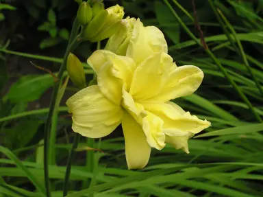 hemerocallis-double-river-wye-3