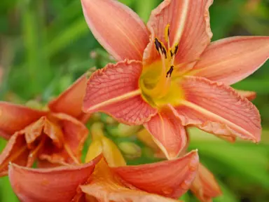 hemerocallis-orange-star-