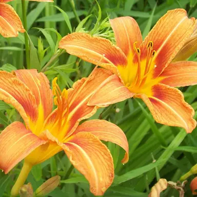 hemerocallis-orange-star-1