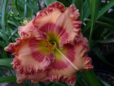 hemerocallis-red-wonder-