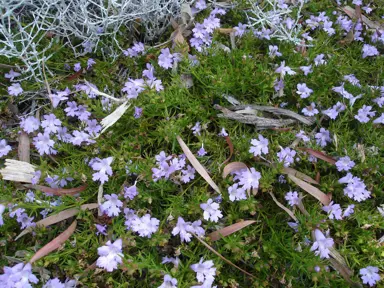 Hemiandra pungens growing as a ground cover plant with green leaves and pink flowers.