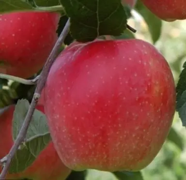 'Hetlina' Apple fruit.