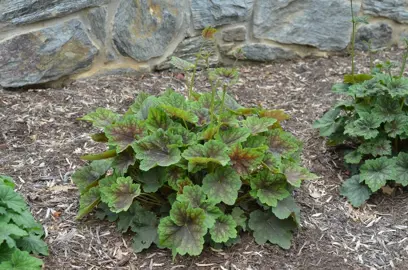 Heuchera americana plant with green foliage.