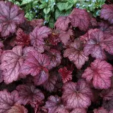 Heuchera 'Amethyst Myst' plant with coral-red leaves.