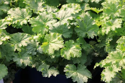 Heuchera 'Apple Crisp' plants with lush green foliage.