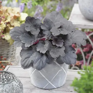 Heuchera 'Black Sea' plant with dark purple leaves.