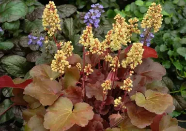 Heuchera 'Blondie' plant with bronze leaves and yellow flowers.