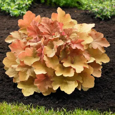 Heuchera 'Caramel' plant with peach-orange leaves.