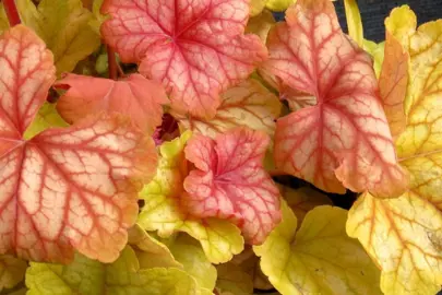 Heuchera 'Champagne' peach-orange coloured leaves.