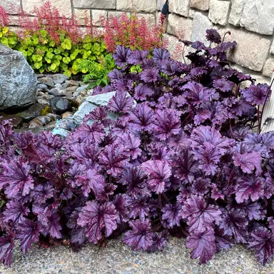 Heuchera 'Forever Purple' plant with purple leaves.