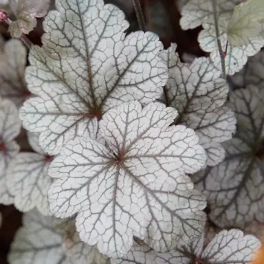 Heuchera 'Huckleverry' silver foliage.