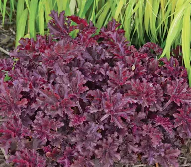 Heuchera 'Melting Fire' plant with purple foliage.