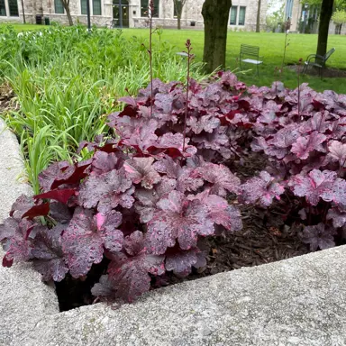 heuchera-midnight-rose--1