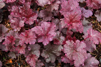 heuchera-midnight-rose-