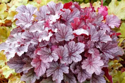 Heuchera 'Milan' plant with silver and purple leaves.