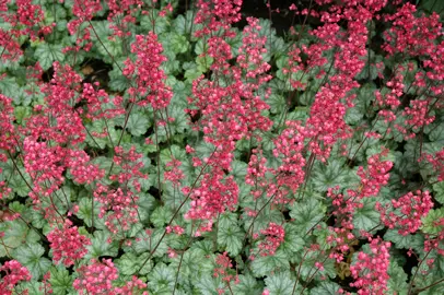 Heuchera 'Paris' plant with green foliage and pink flowers.