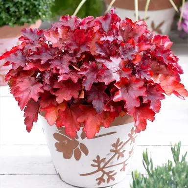 Heuchera 'Peach Flambe' plant with orange leaves growing in a pot.