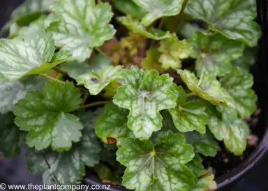 heuchera-peppermint-spice--1