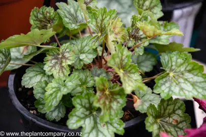 heuchera-peppermint-spice--2