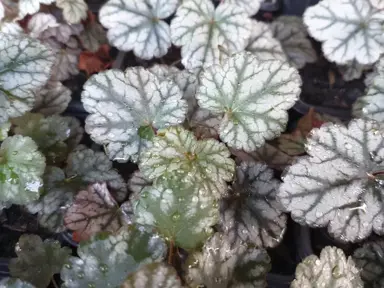 Heuchera 'Prince Of Silver' plant with silver leaves.