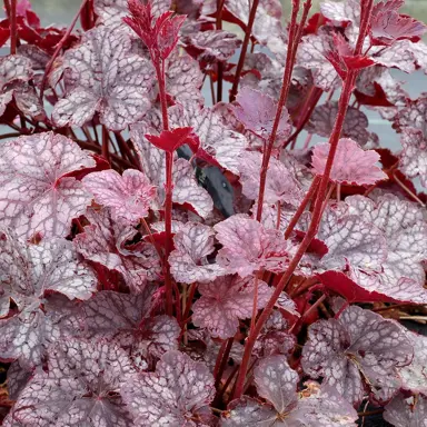 Heuchera 'Ruby Veil' plant with rose-pink and silver leaves.