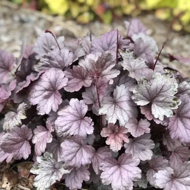 Heuchera 'Silver Gumdrop' silver and purple leaves.