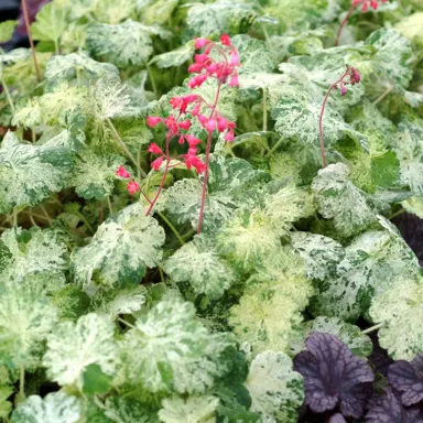 Heuchera 'Snowstorm' green foliage with a white dusting.