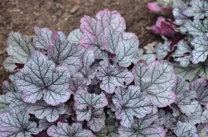 Heuchera 'Spellbound' plant with silver and purple foliage.