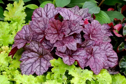 heuchera-sugar-plum--1