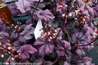 heuchera-sugar-plum--2