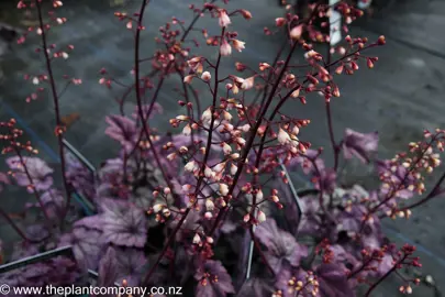 heuchera-sugar-plum--3