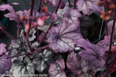 heuchera-sugar-plum--4