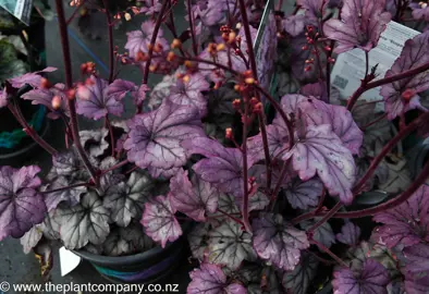 heuchera-sugar-plum--5