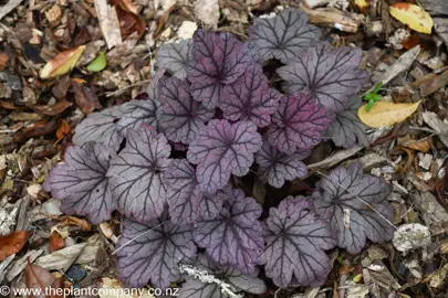 Heuchera 'Sugar Plum' plant with silver and purple foliage.