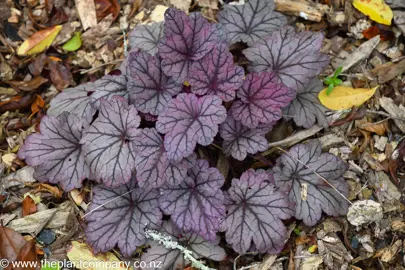 Heuchera 'Sugar Plum' plant in a garden.