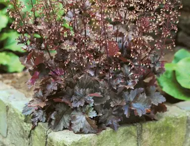 heuchera-chocolate-ruffles-1