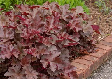 heuchera-chocolate-ruffles-3