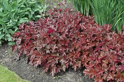 heuchera-chocolate-ruffles-4