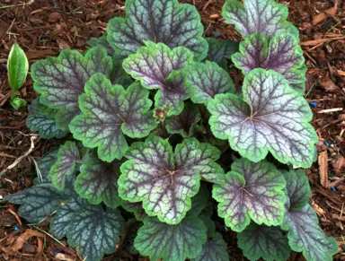 heuchera-green-spice-