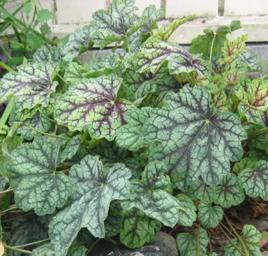 heuchera-green-spice-2