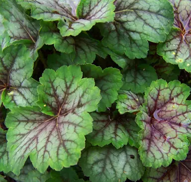 heuchera-green-spice-3