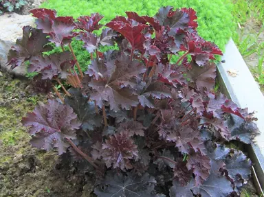 heuchera-palace-purple-