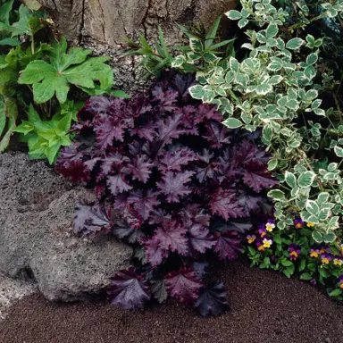 heuchera-palace-purple-1